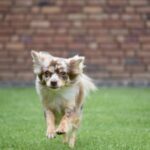 Chihuahua Exercise