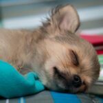 Do Chihuahuas sleep a lot?